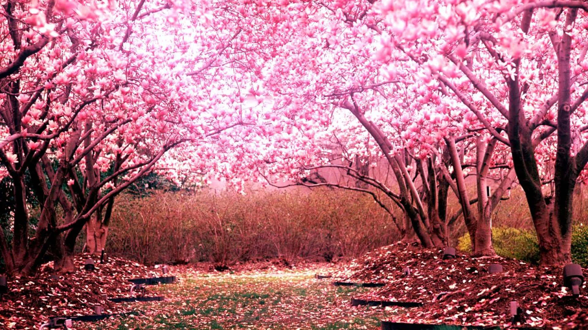 Aproveitea Bela Paisagem De Anime Das Cerejeiras Em Flor. Papel de Parede
