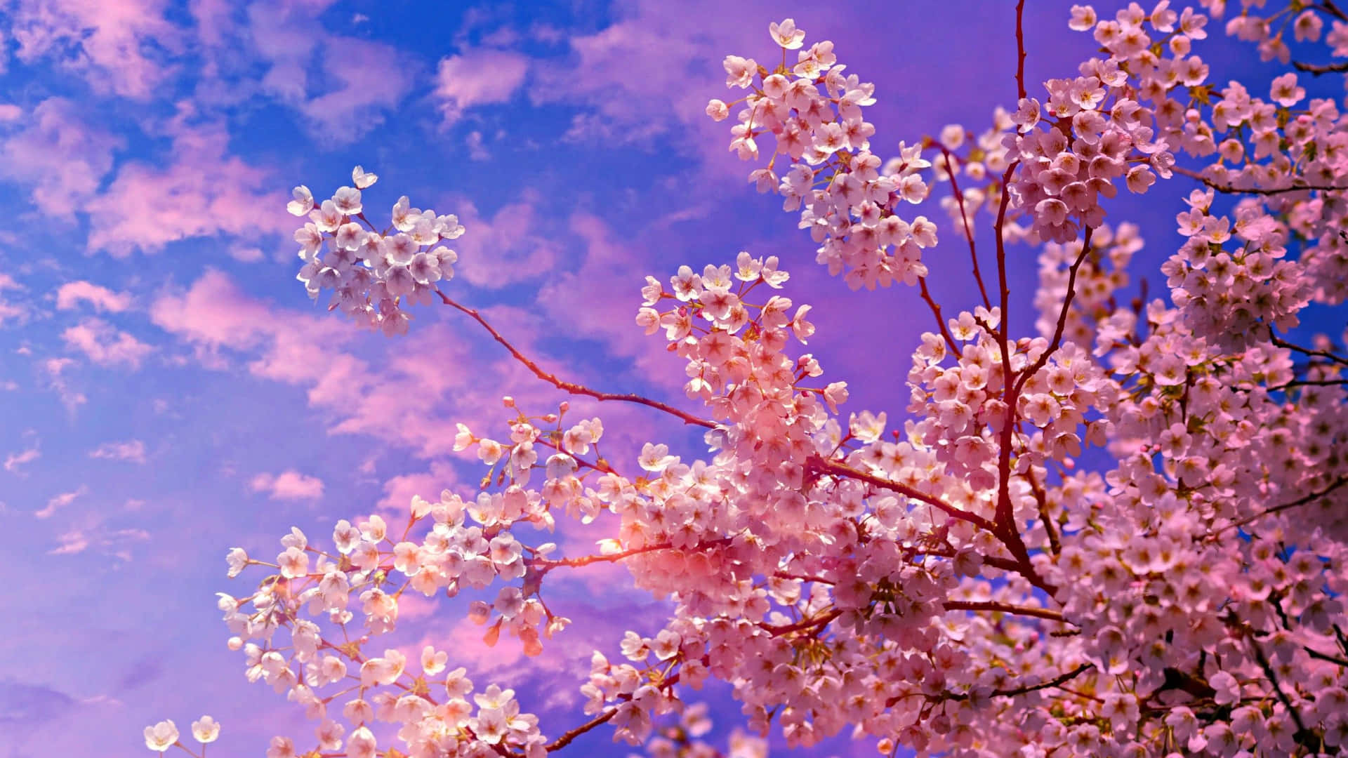 Disfrutade La Vista De Hermosos Cerezos En Flor Por La Noche Fondo de pantalla