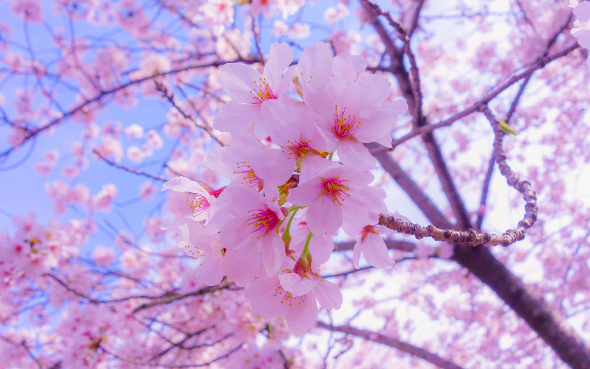 Disfrutade La Hermosa Tranquilidad De Las Flores De Cerezo En Este Paisaje De Anime. Fondo de pantalla