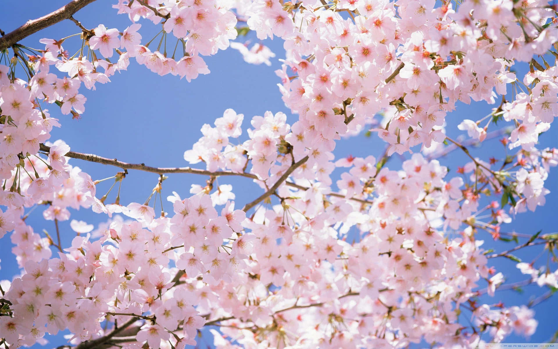 Surcalos Cielos Sobre Los Cerezos En Flor En Este Hermoso Paisaje De Anime. Fondo de pantalla