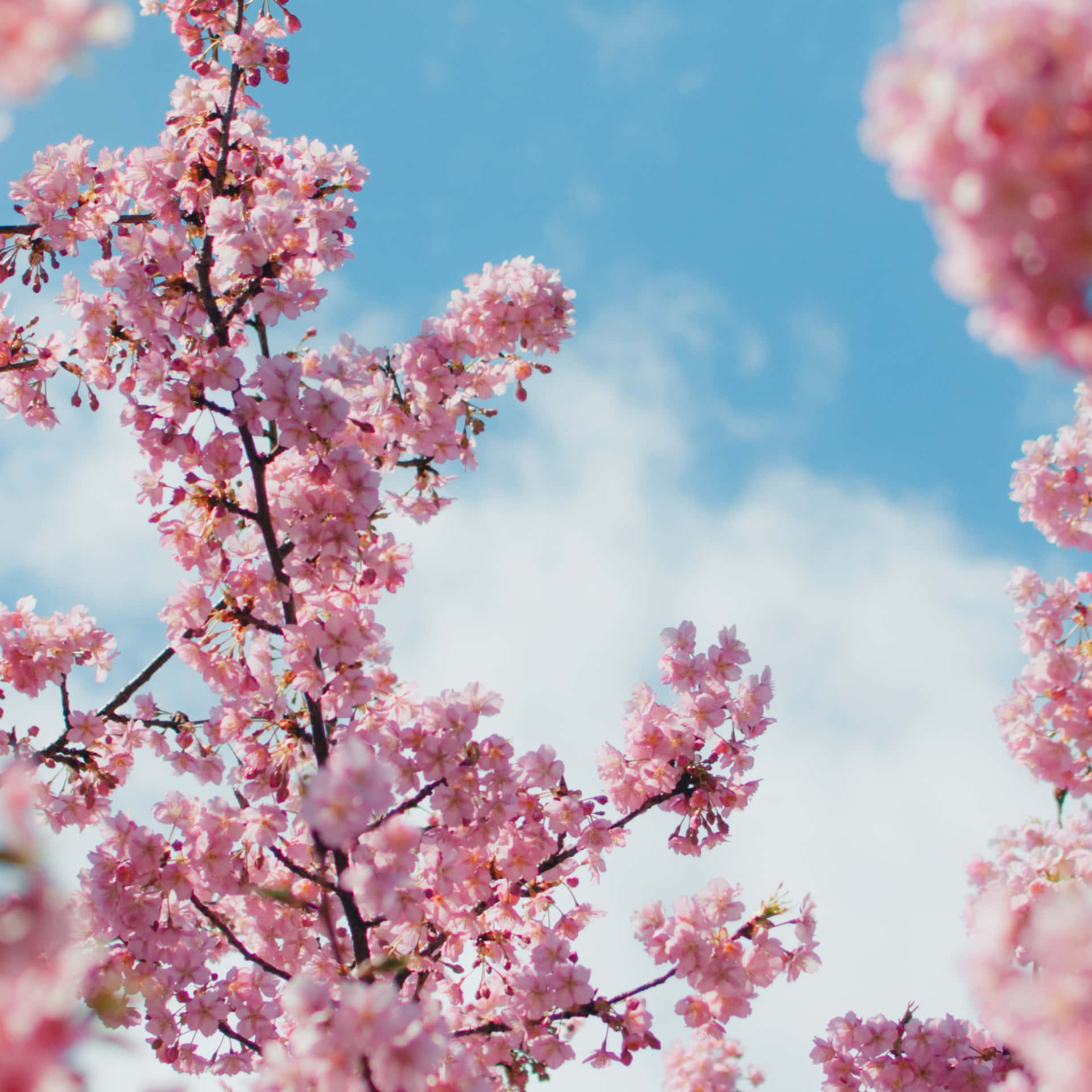 Cherry Blossoms Anime Scenery Close Up Clear Skies Wallpaper