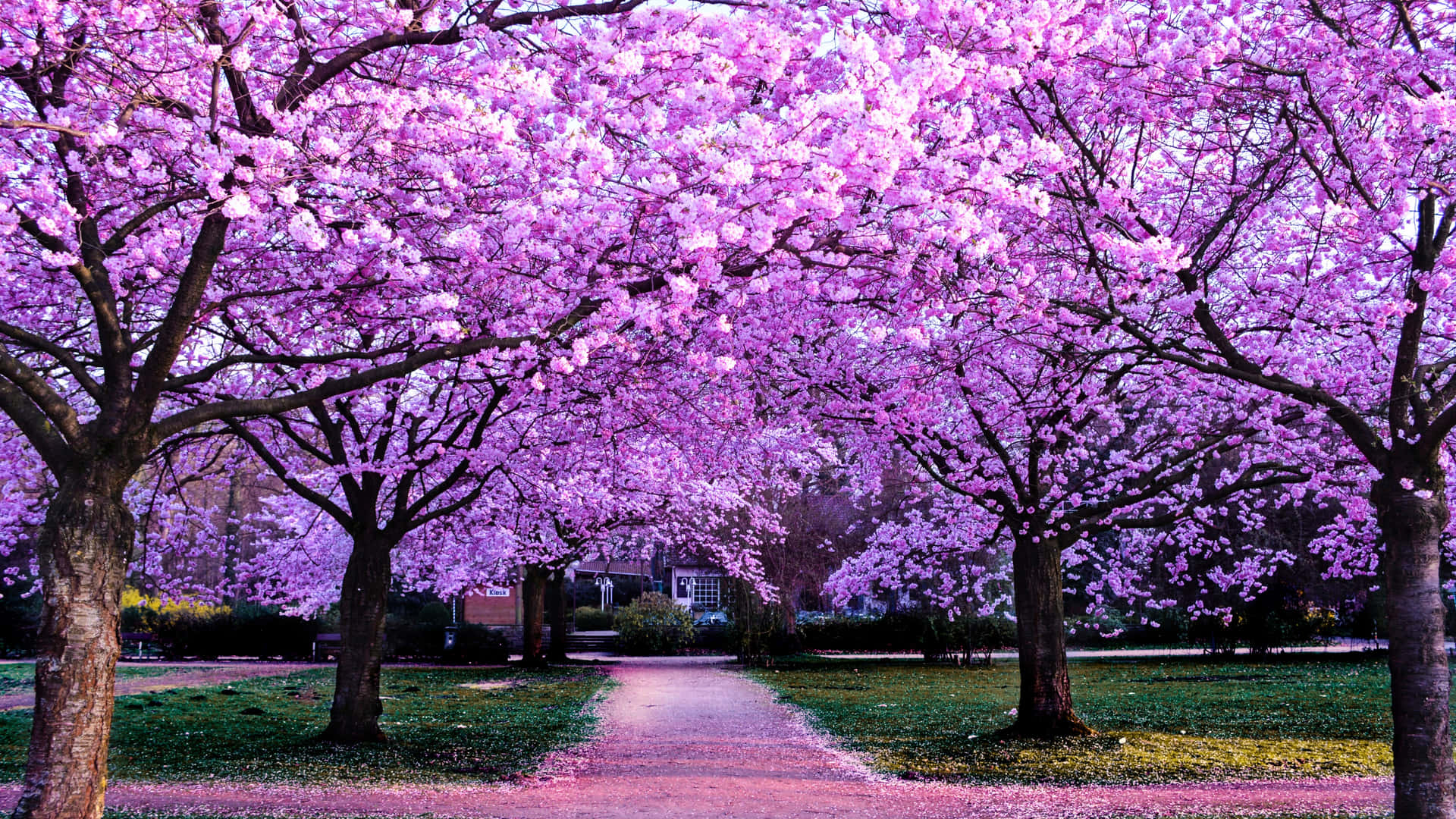 Slap af og nyd det anime Cherry Blossom landskab. Wallpaper
