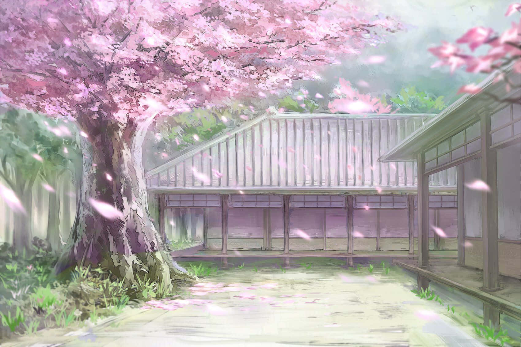 Stunning Cherry Blossoms Anime Scenery Wallpaper