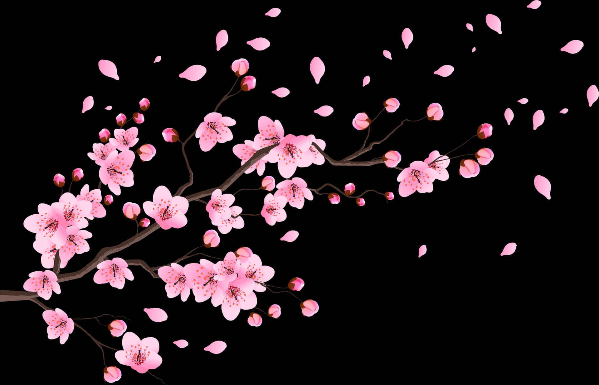 Cherry Blossoms Black Background PNG