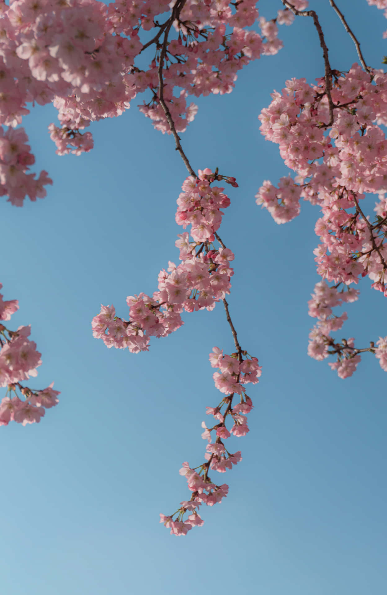 Cherry Blossoms Blue Sky.jpg Wallpaper