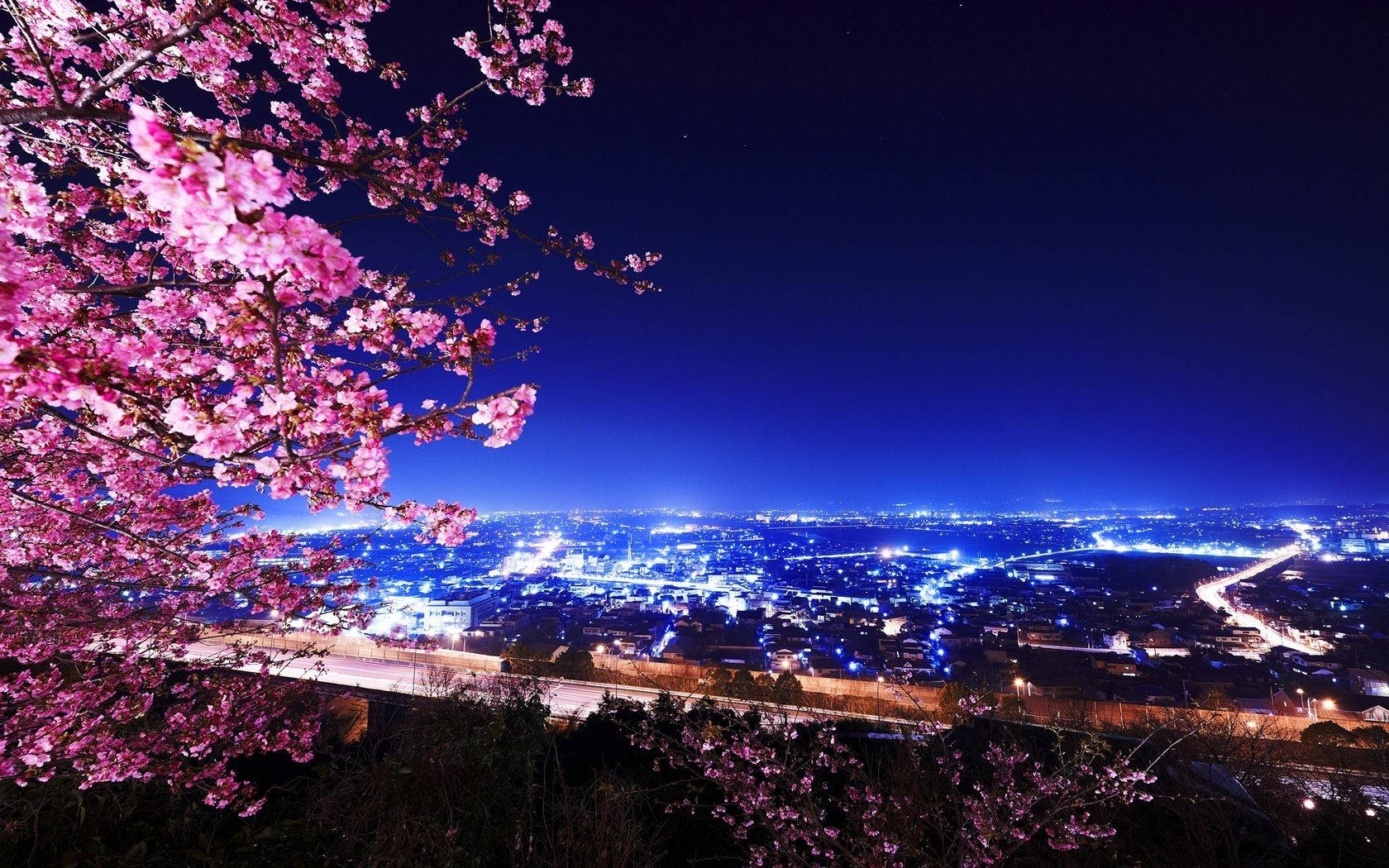 Looking up at a night sky lit up by cherry blossoms. Wallpaper