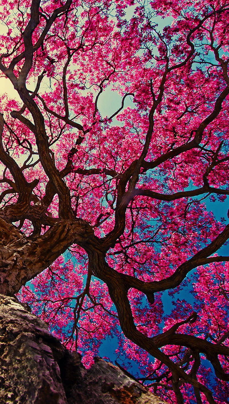 Kirsebær Blomster iPhone 11 Tapet Wallpaper