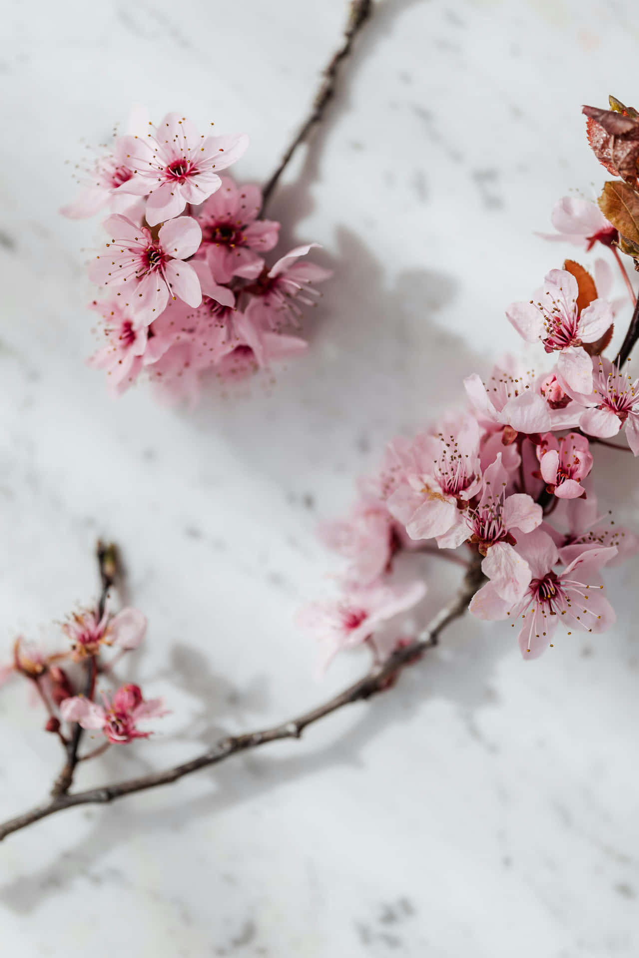 Download Cherry Blossoms Marble Background Wallpaper | Wallpapers.com