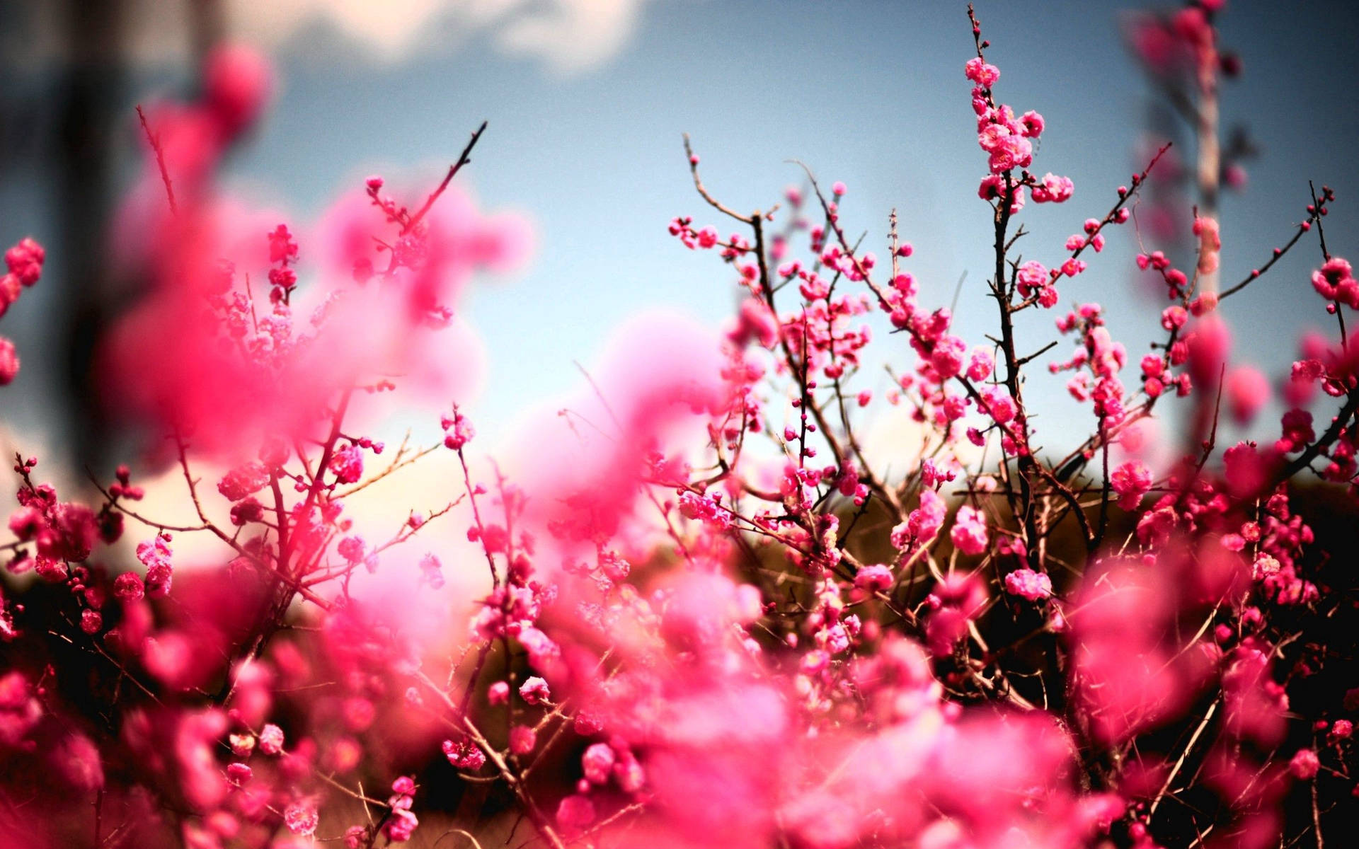 Kirsebærblomsterne Den smukkeste Naturen Wallpaper