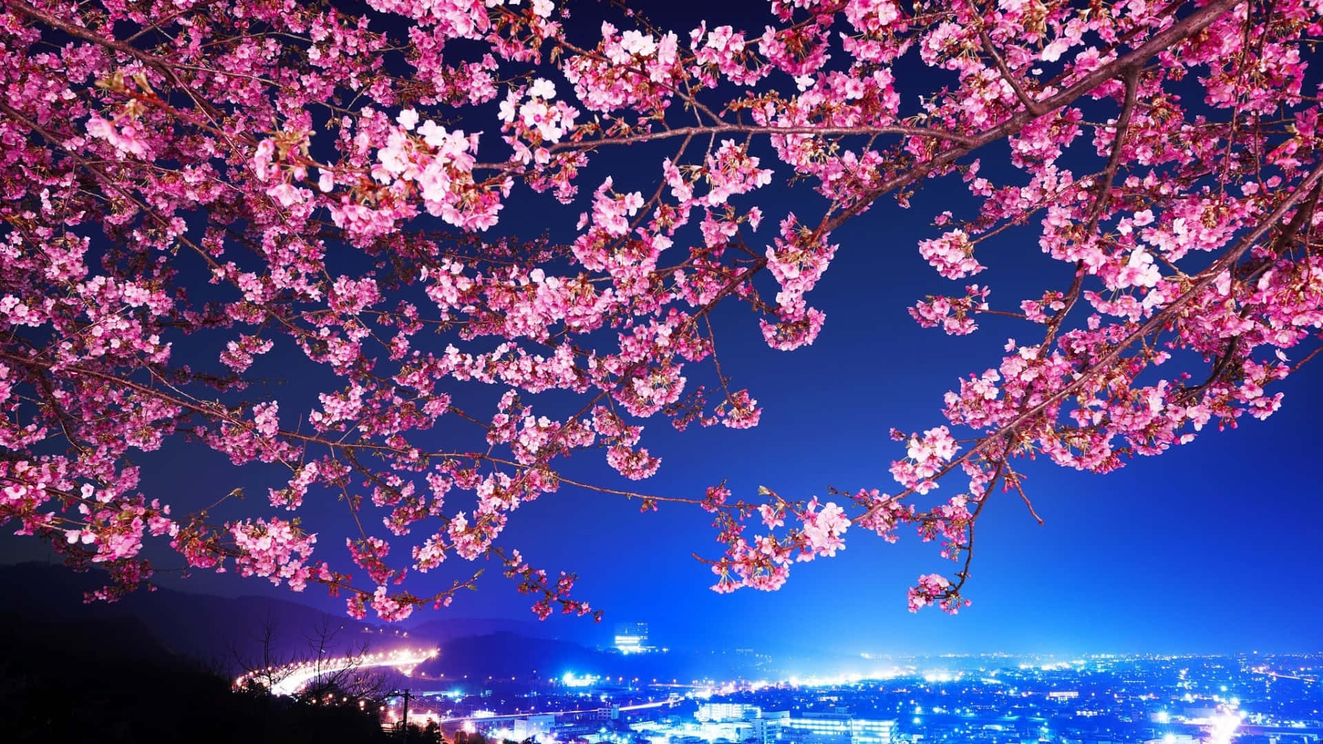 Cherry Blossoms Night Cityscape Wallpaper