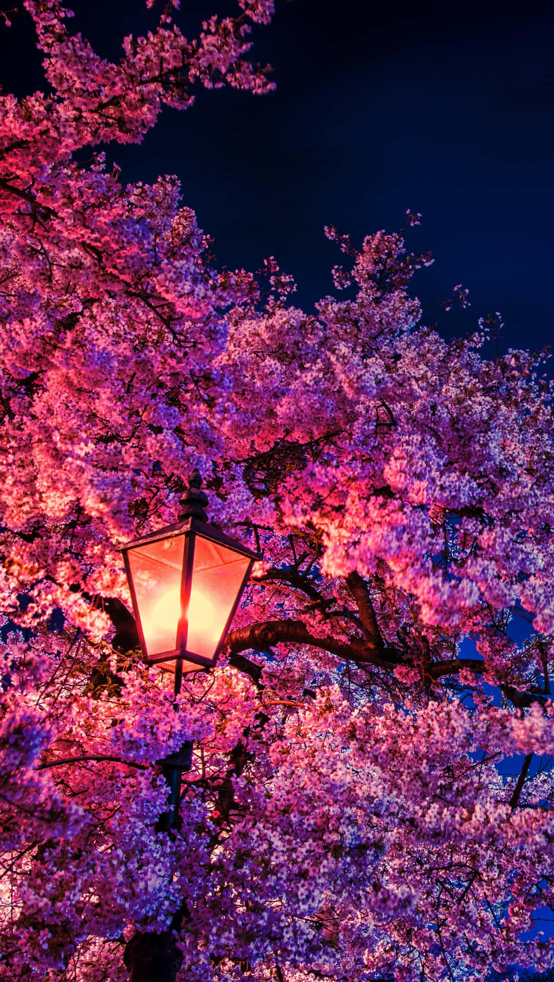 Cherry Blossoms Night Lamp Wallpaper