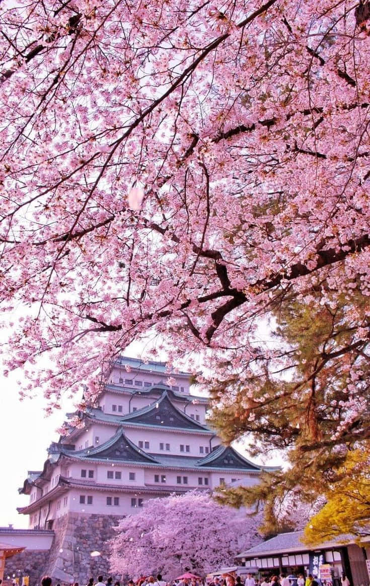 Cherry Blossoms Over Japanese Castle Wallpaper