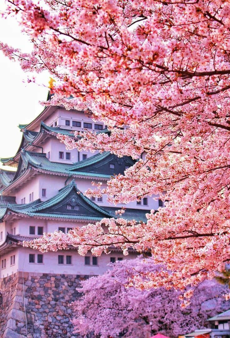 Cherry Blossoms Over Japanese Castle.jpg Wallpaper