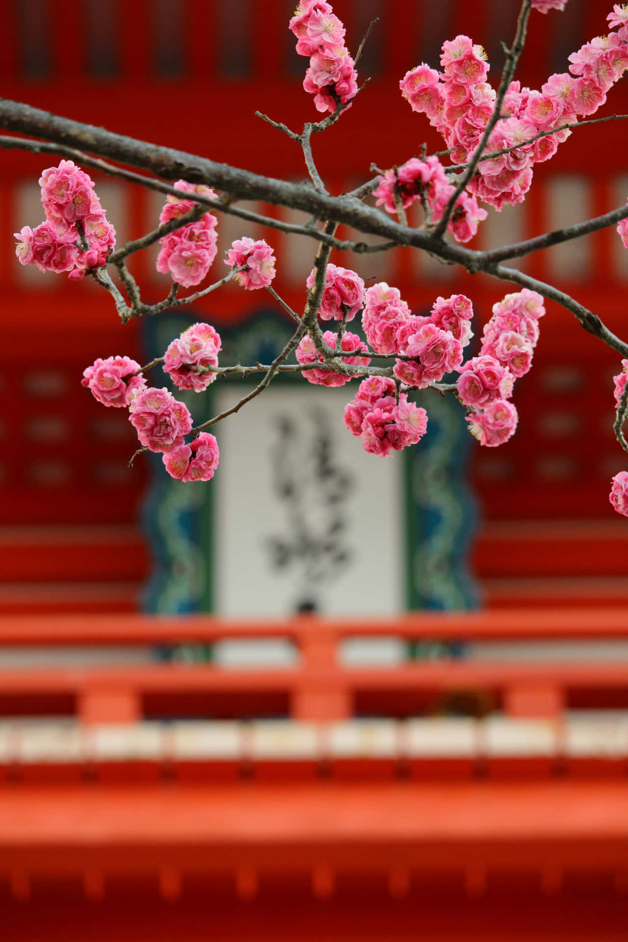 Cherry Blossoms Over Red Temple Wallpaper