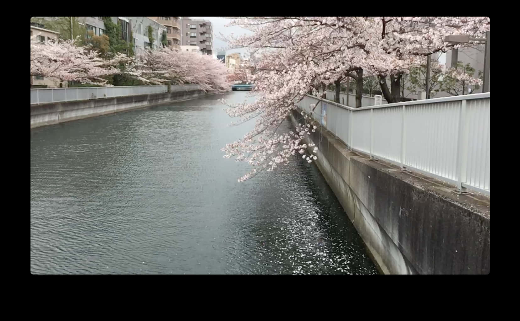 Cherry Blossoms Over River PNG