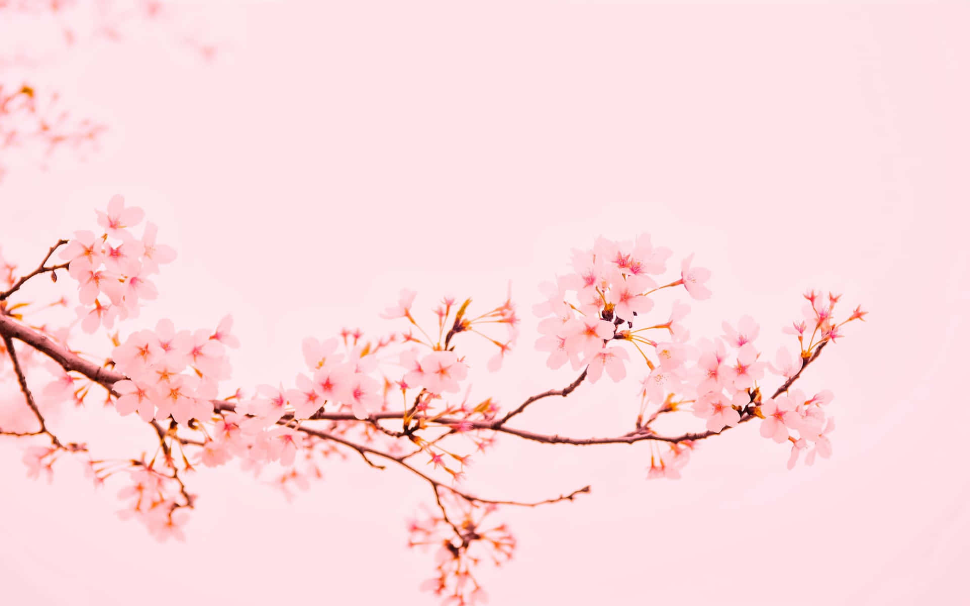 Cherry Blossoms Pink Background Wallpaper