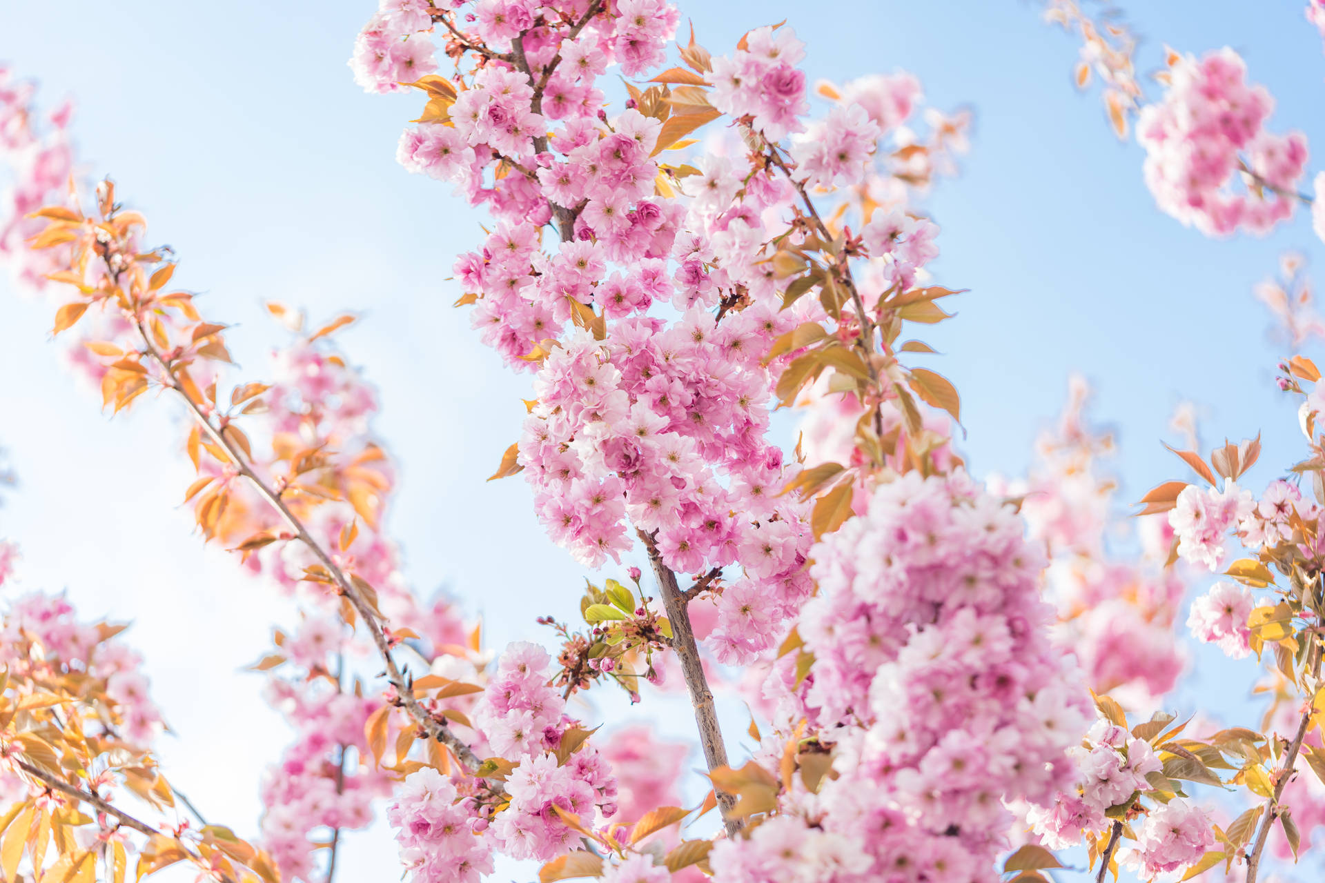 Cherry Blossoms Spring Laptop Wallpaper