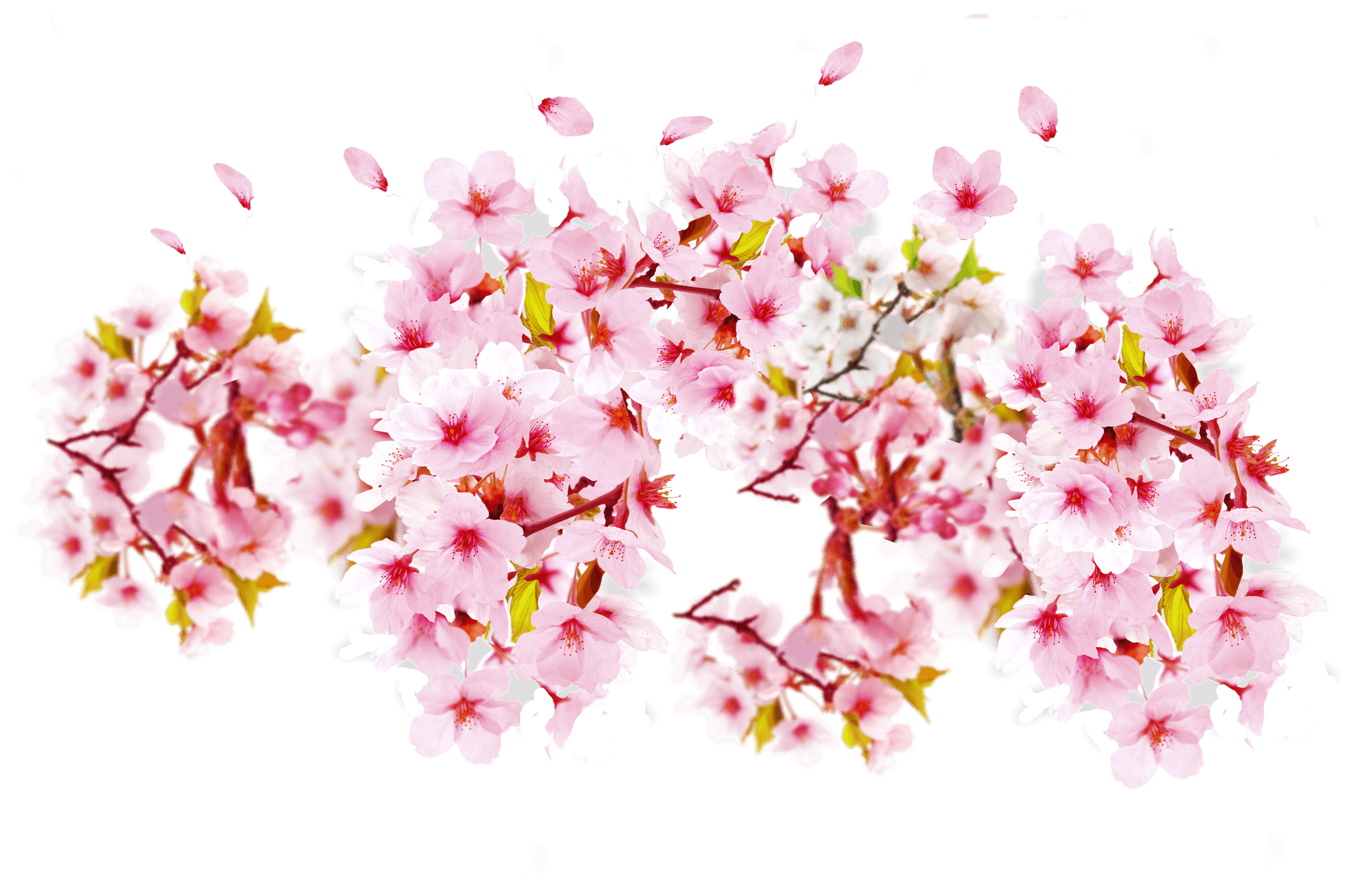 Cherry Blossoms Transparent Background PNG