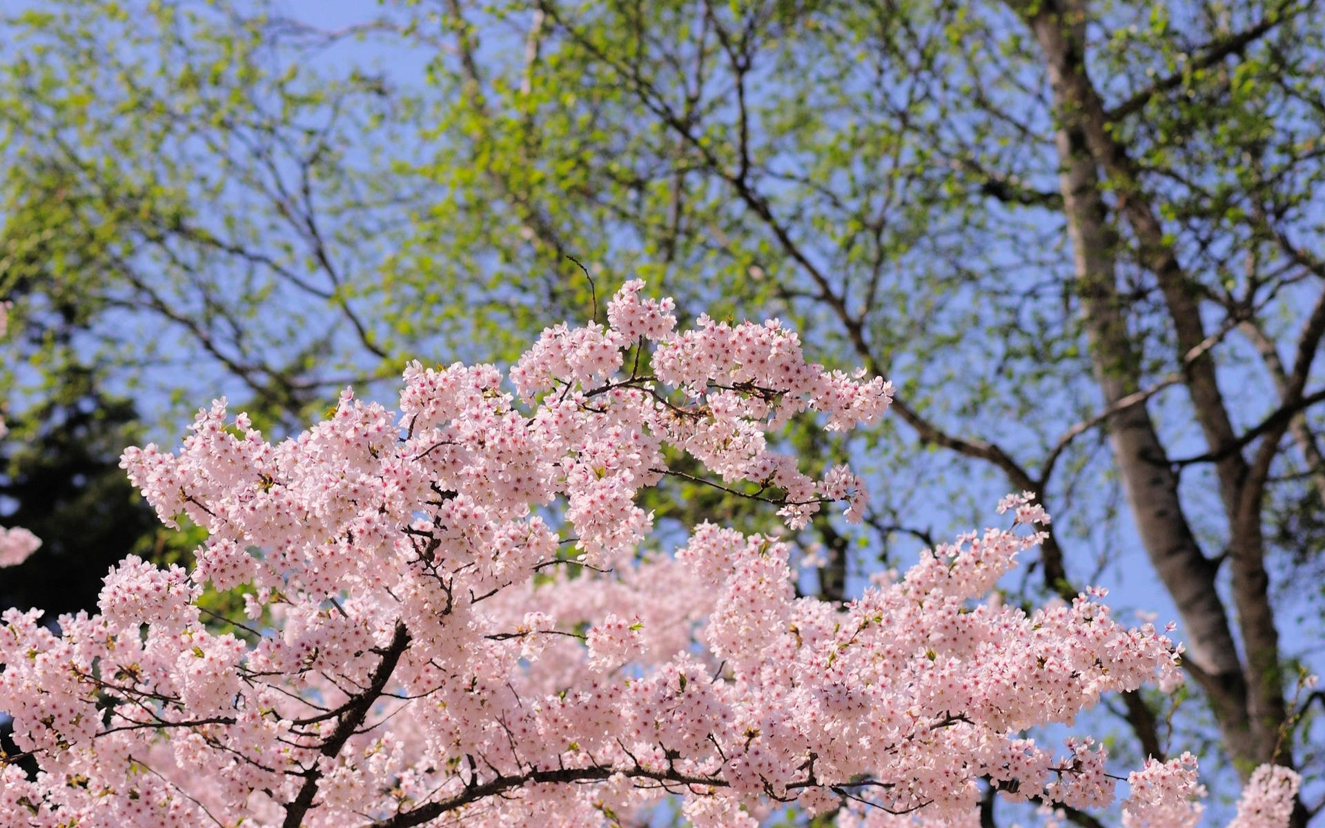 Cherry Blossoms Under Trees