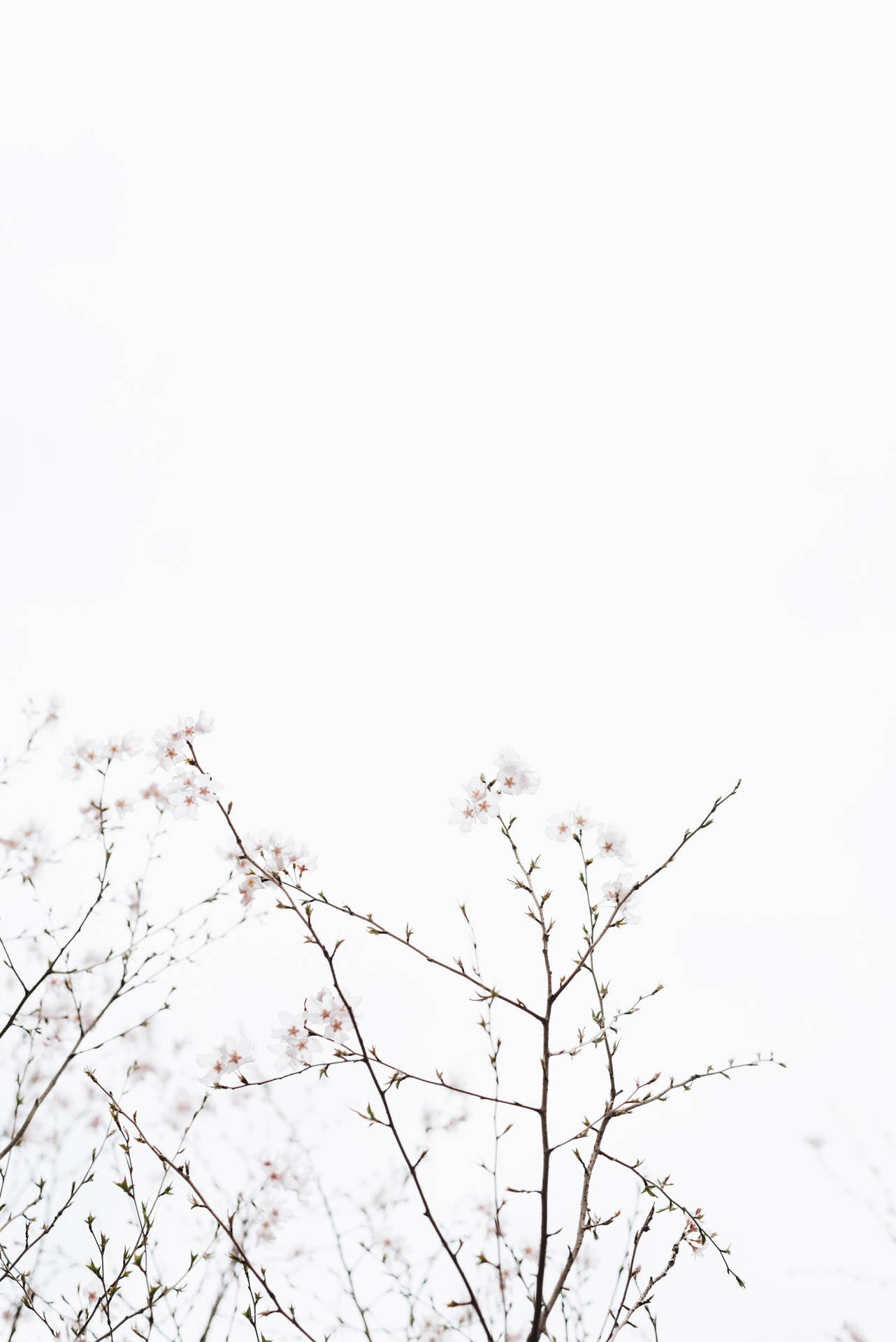 Graceful Cherry Blossoms Under a Blissful White Sky Wallpaper