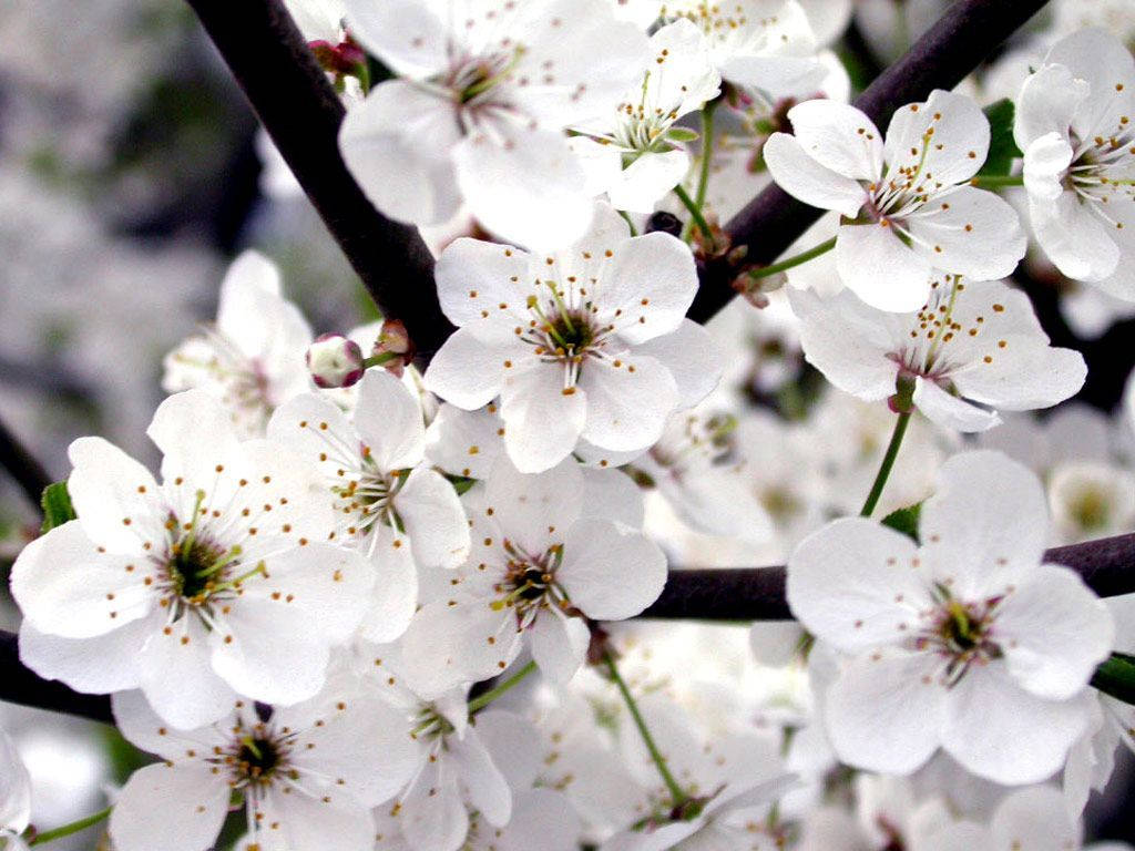 Kirsebærblomster Hvid Blomst Smelte Wallpaper
