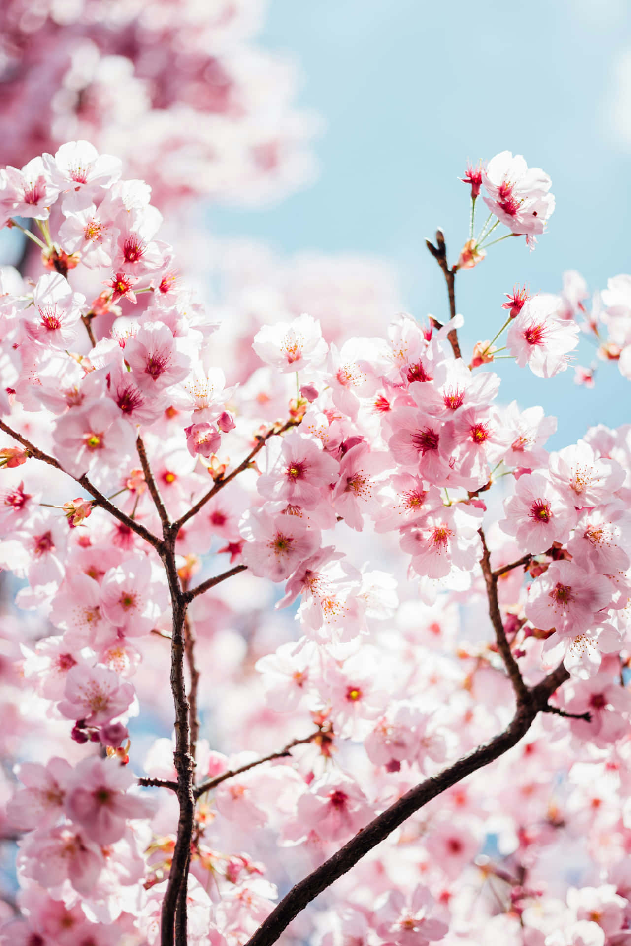 Cherry Blossomsin Bloom Wallpaper