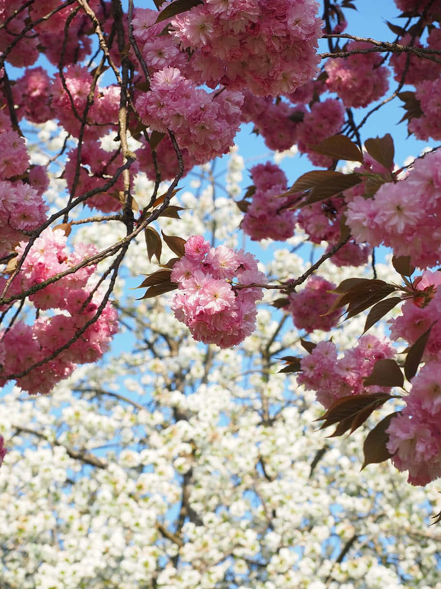 Cherry Blossomsin Bloom Wallpaper