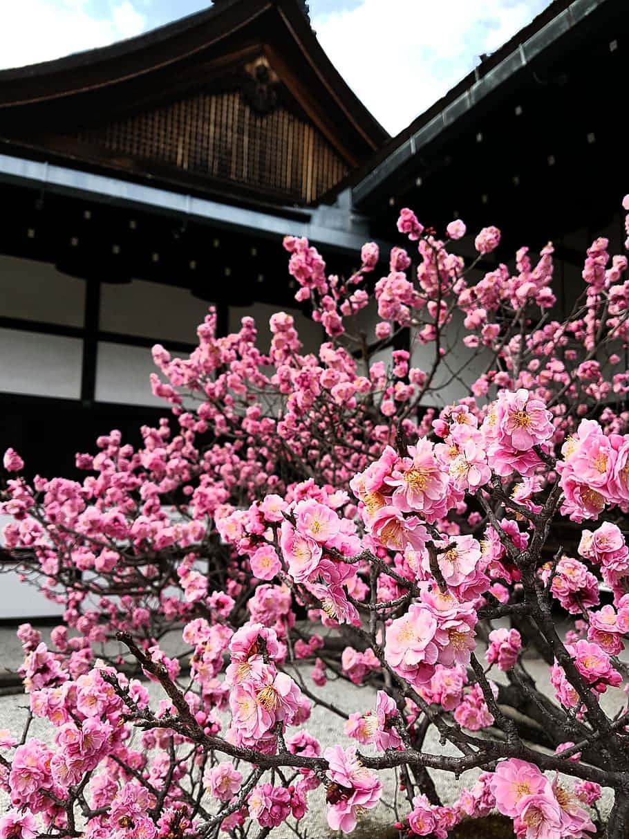Cherry Blossomsin Bloom Japan Wallpaper