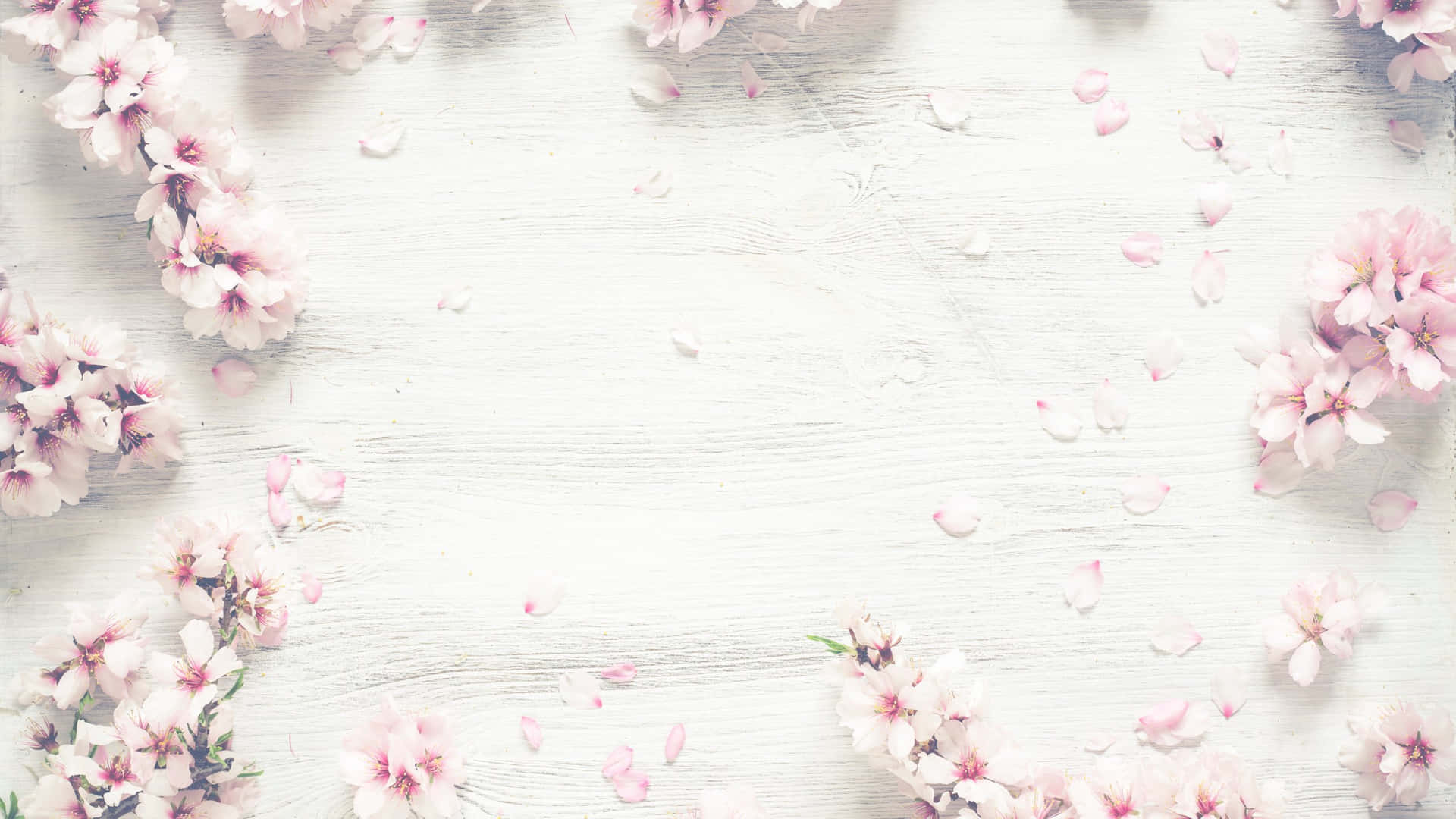 Cherry Blossomson White Wood Background Wallpaper