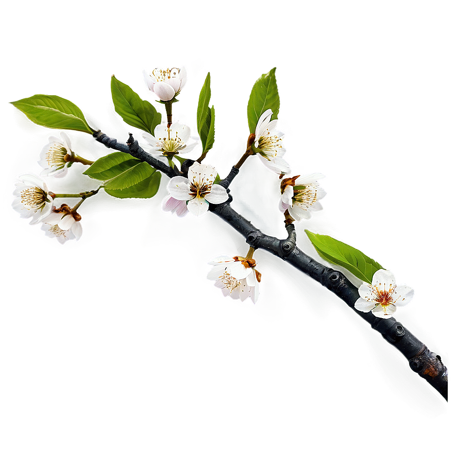 Cherry Tree Branch Png Qdk PNG