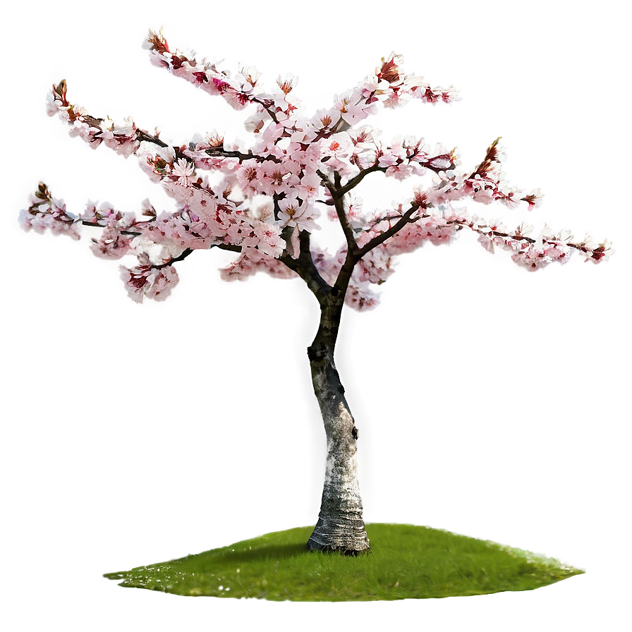 Cherry Tree D PNG