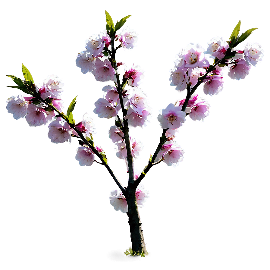 Cherry Tree In Field Png Eaf27 PNG