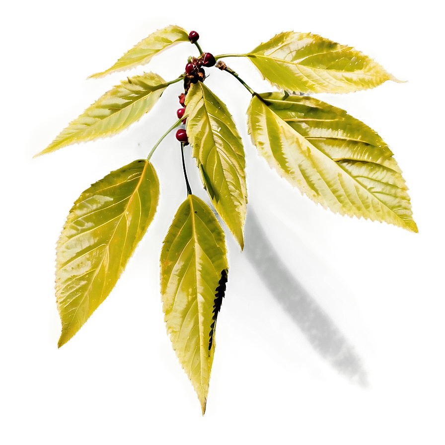 Cherry Tree Leaf Png 06212024 PNG