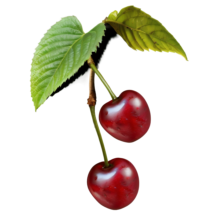 Download Cherry Vine Png 16