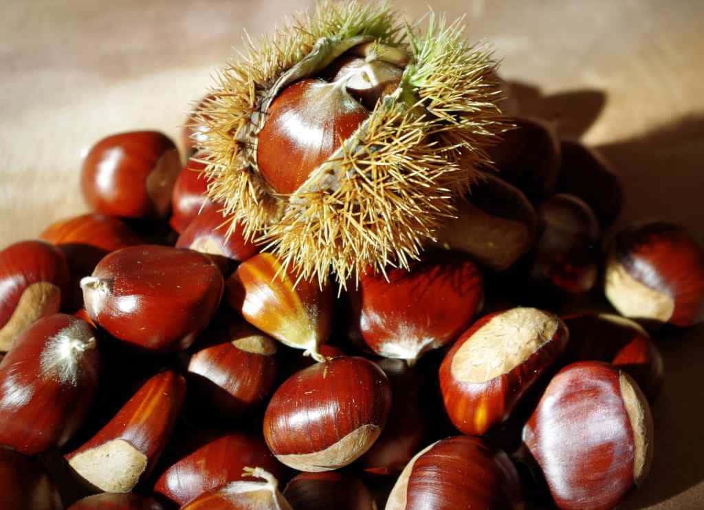 Fresh, vibrant chestnuts on a tree branch Wallpaper