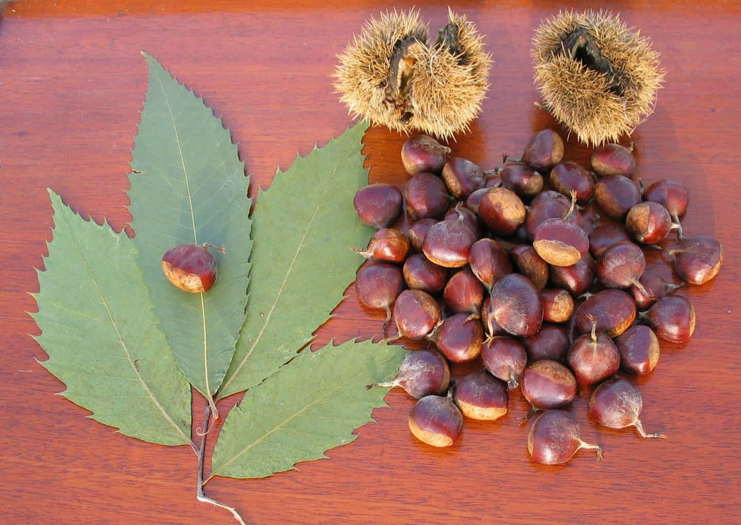 Wild chestnuts hi-res stock photography and images - Alamy