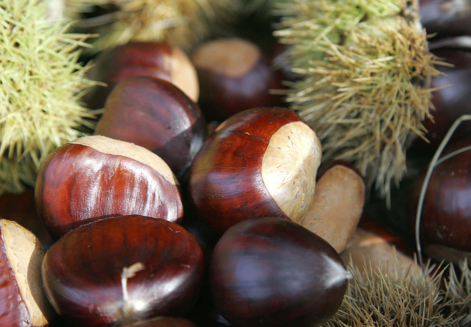 Chestnut wallpaper featuring a close-up view of chestnuts on a wooden surface Wallpaper