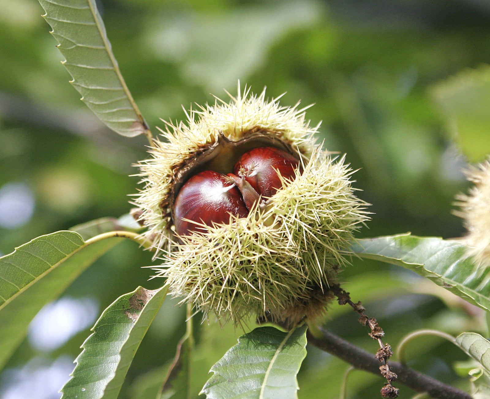 Close-up of a Chestnut Tree Branch Wallpaper
