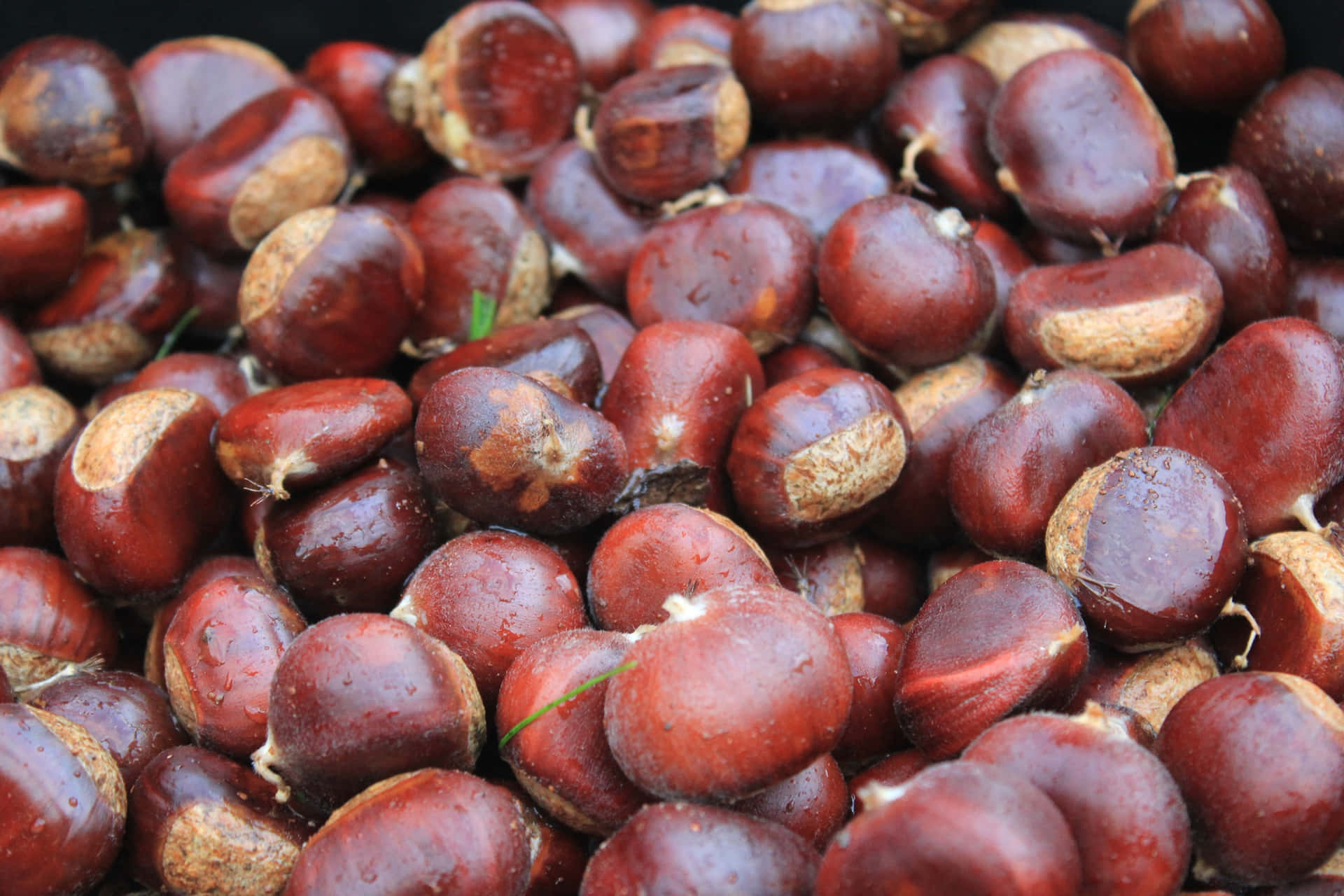 Captivating Chestnuts: A Close-Up View Wallpaper