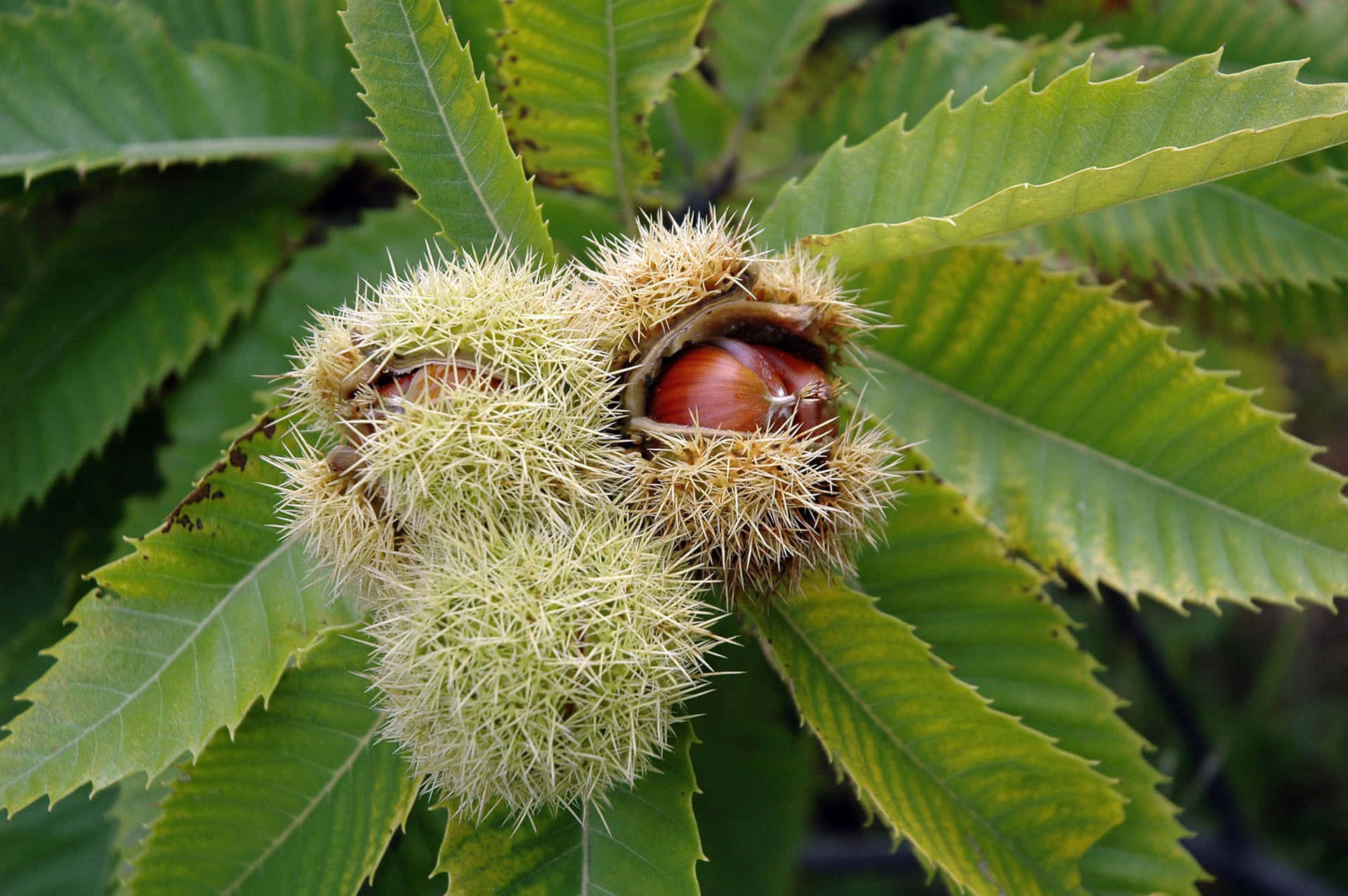 Chestnut Delight: A Vibrant Close-up View of Fresh Chestnuts on a Wooden Surface Wallpaper