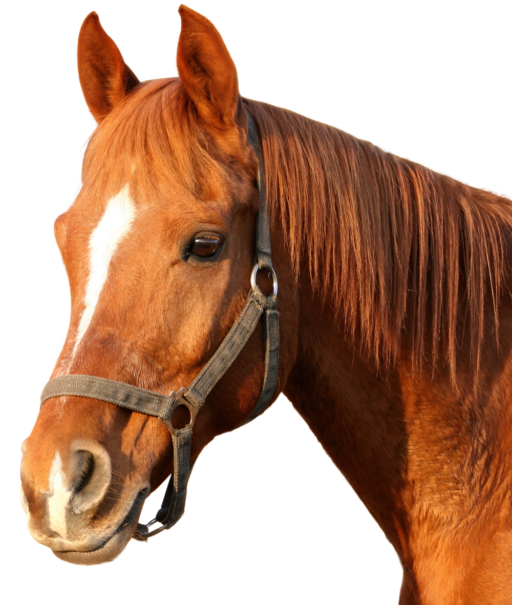 Chestnut Horse Portrait PNG