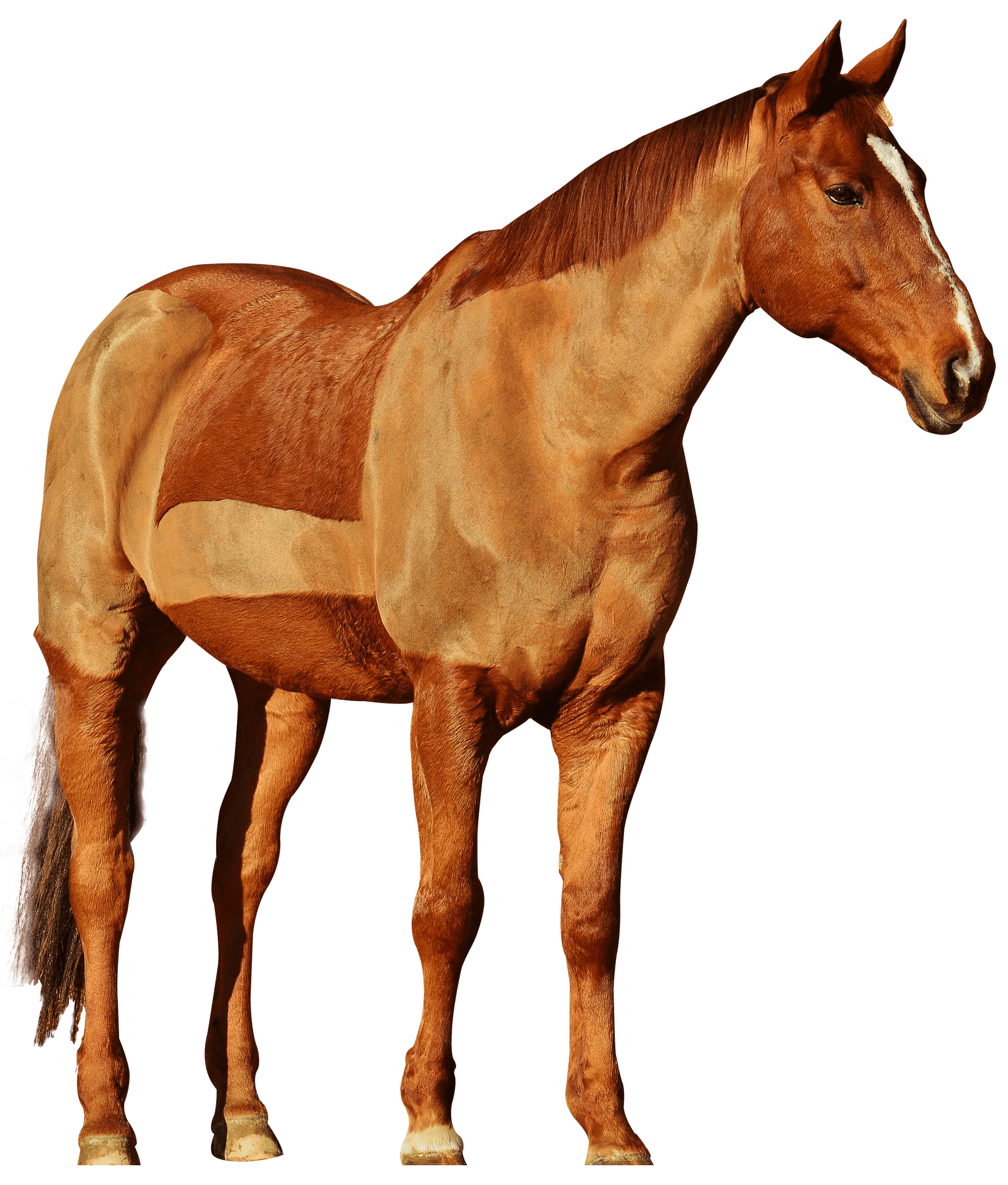 Chestnut Horse Standing Profile PNG