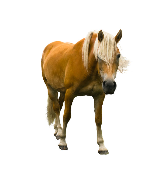 Chestnut Horse Standing Transparent Background.png PNG