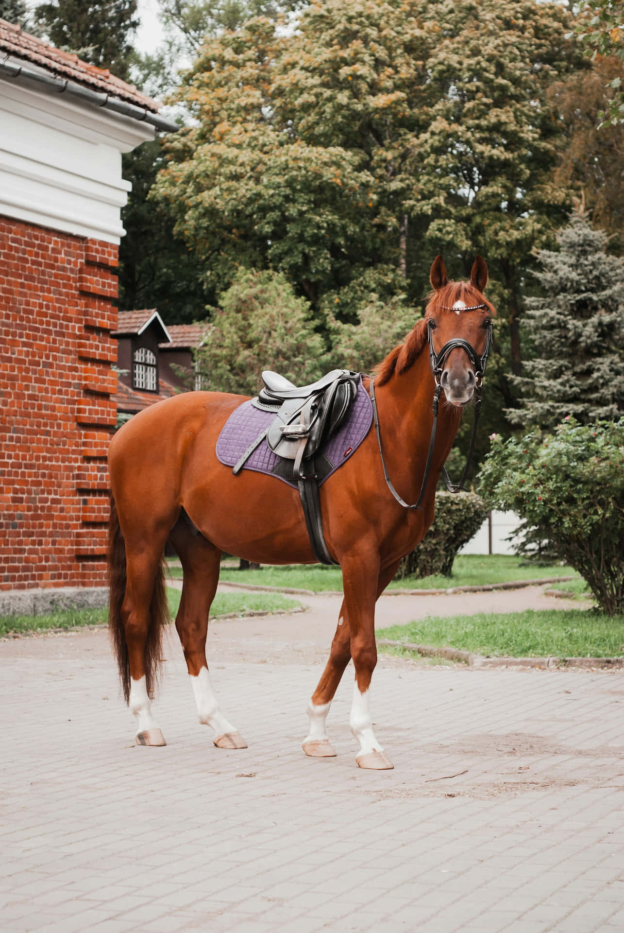 Chestnut Paard Met Zadel Achtergrond