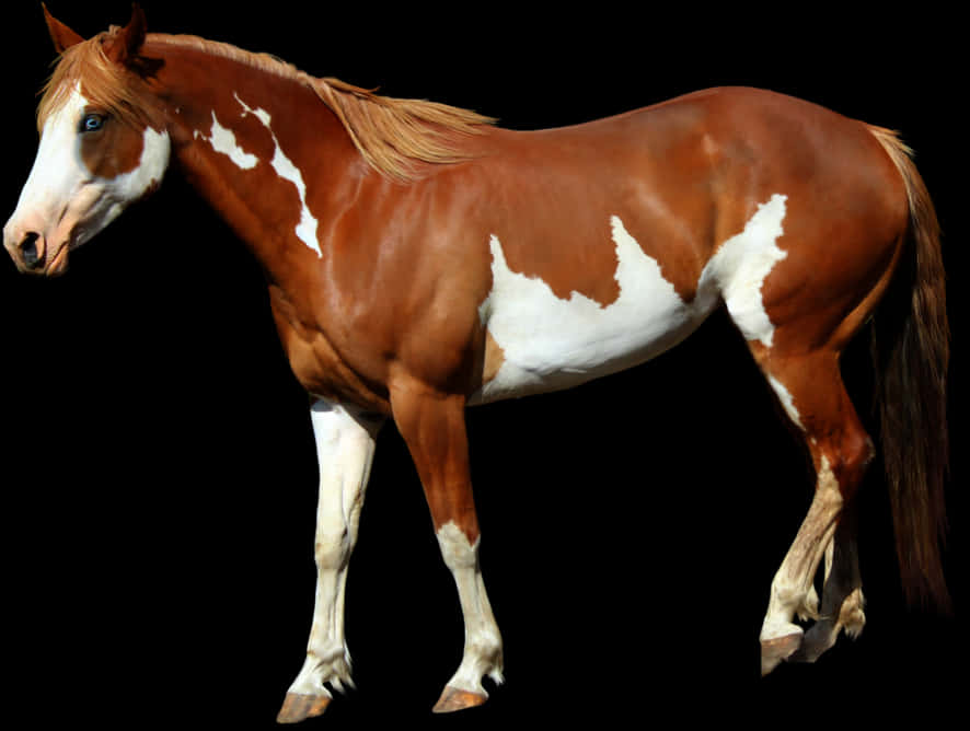 Chestnut Paint Horse Standing PNG