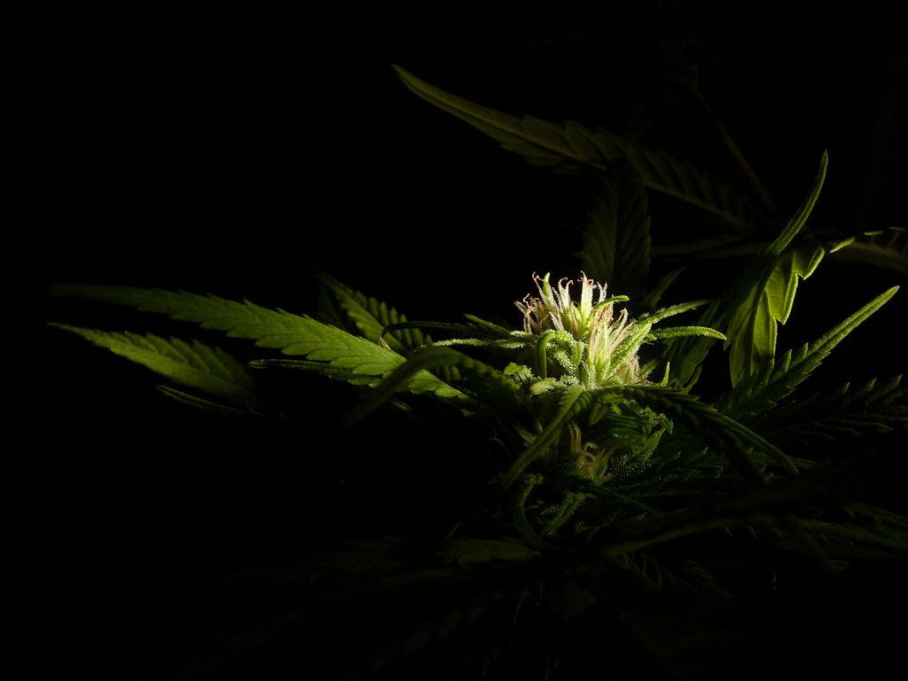 Psychedelic Wallpaper - Chiaroscuro Cannabis Blomster Psykedelisk Tapet. Wallpaper