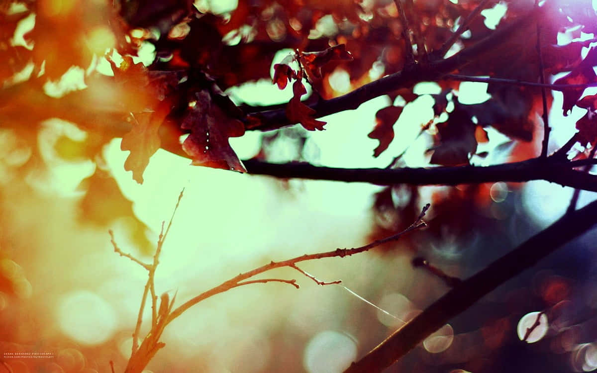 A Tree Branch With Leaves And Sunlight Wallpaper