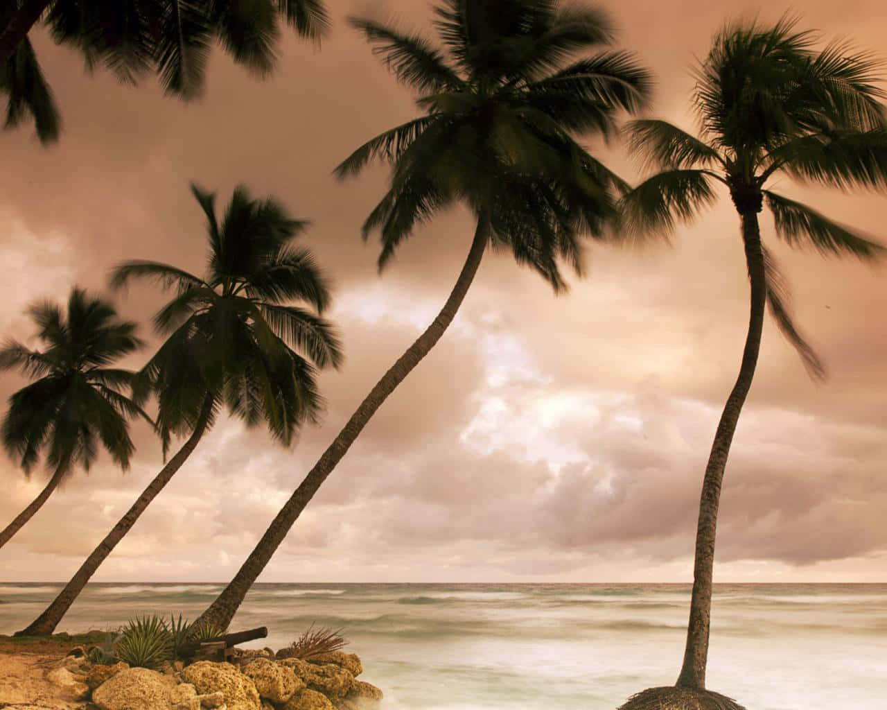 A Beach With Palm Trees And A Rocky Shore Wallpaper