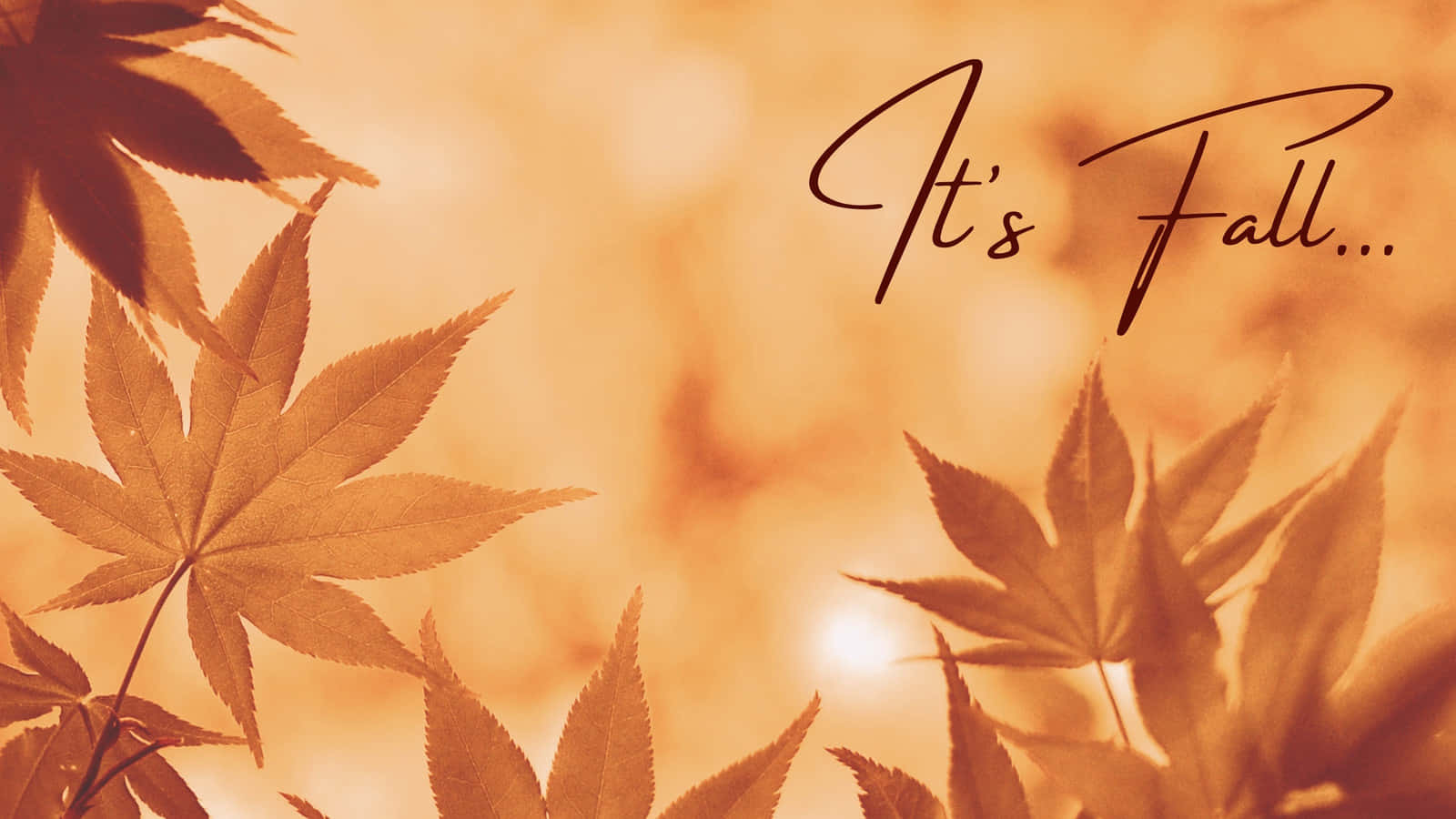 A Fall Leaf With The Words It's Fall Wallpaper
