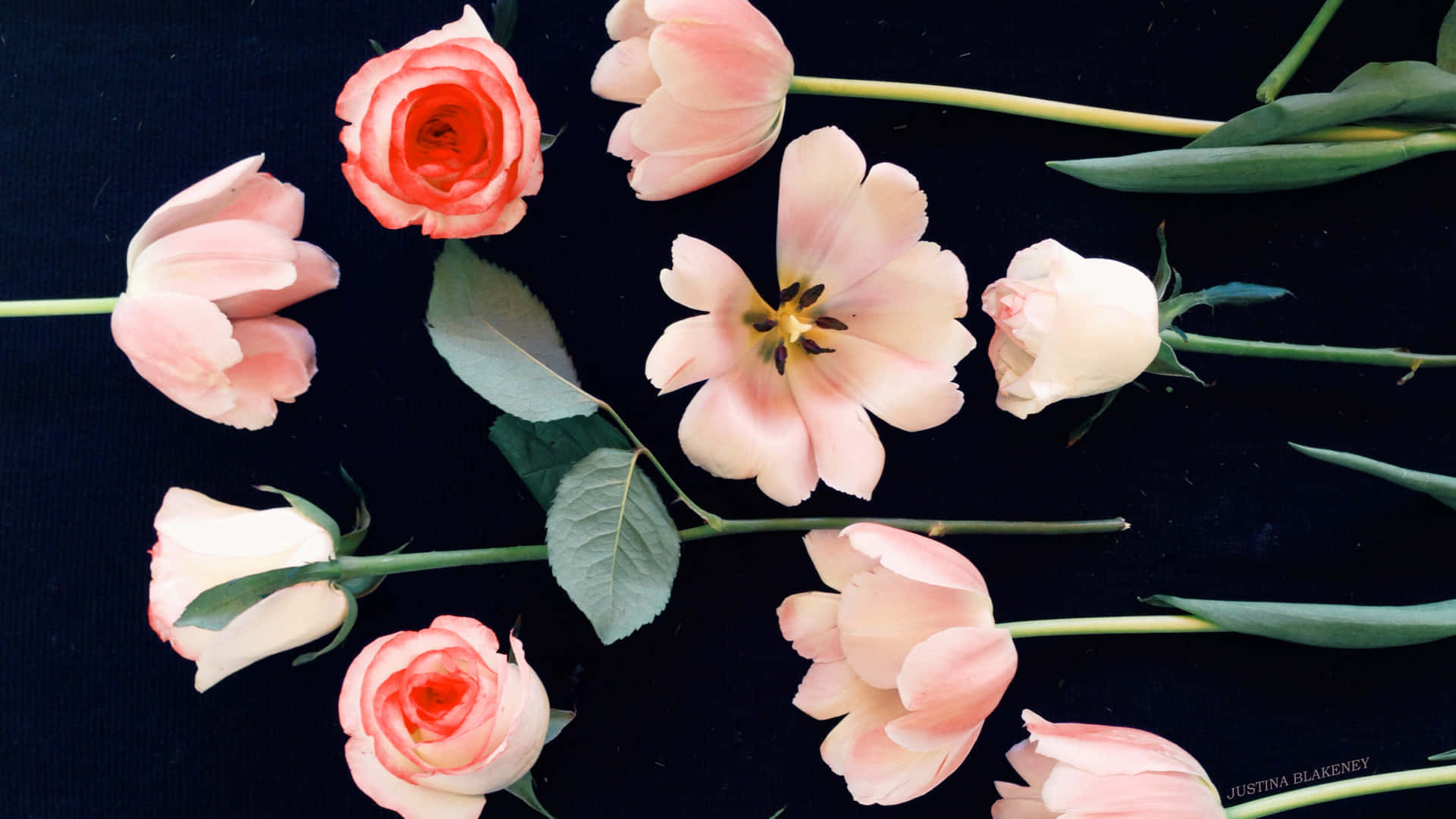 Unmontón De Flores Rosas Están Dispuestas Sobre Una Superficie Negra. Fondo de pantalla